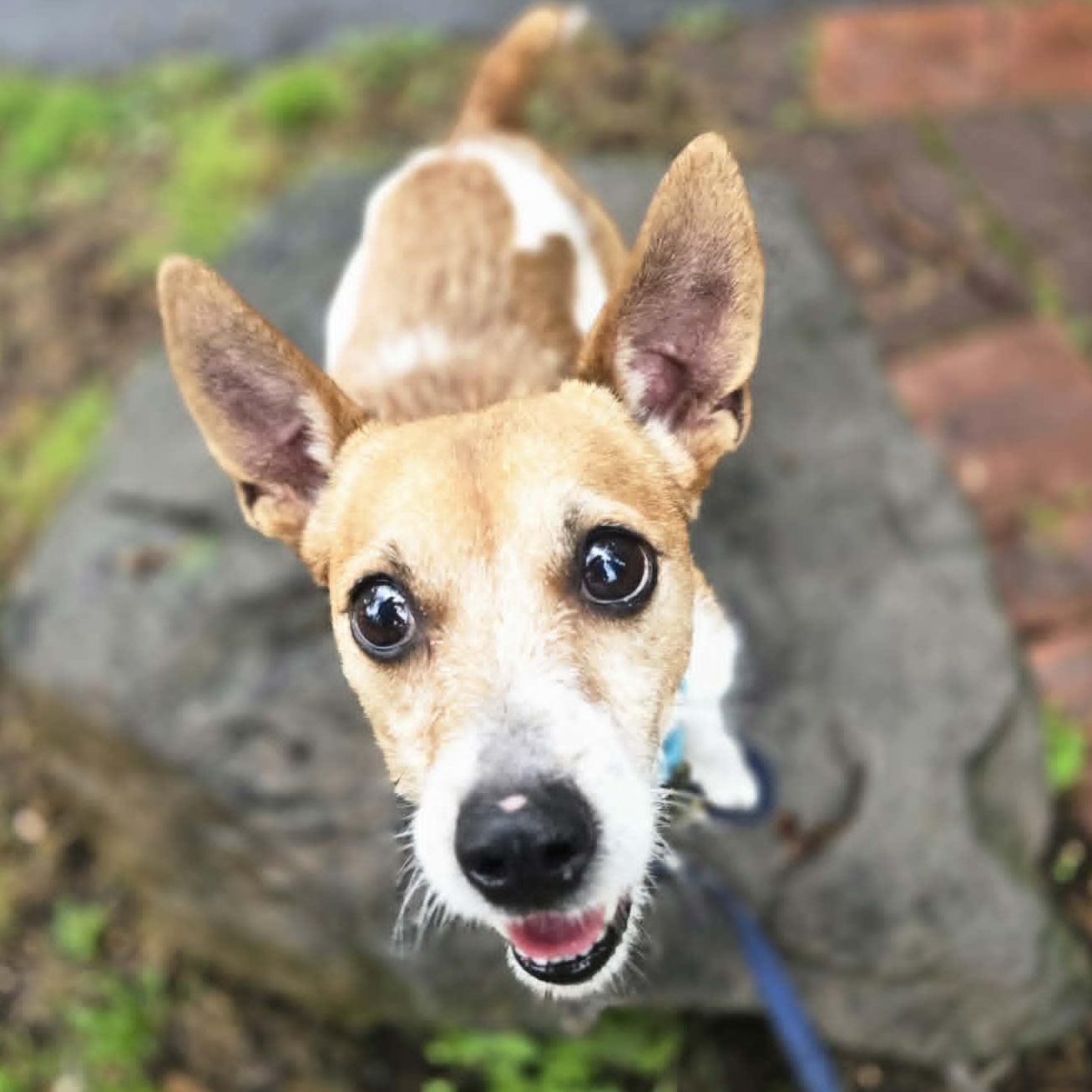 Jack, an adoptable mixed breed in Severn, MD image 3/6