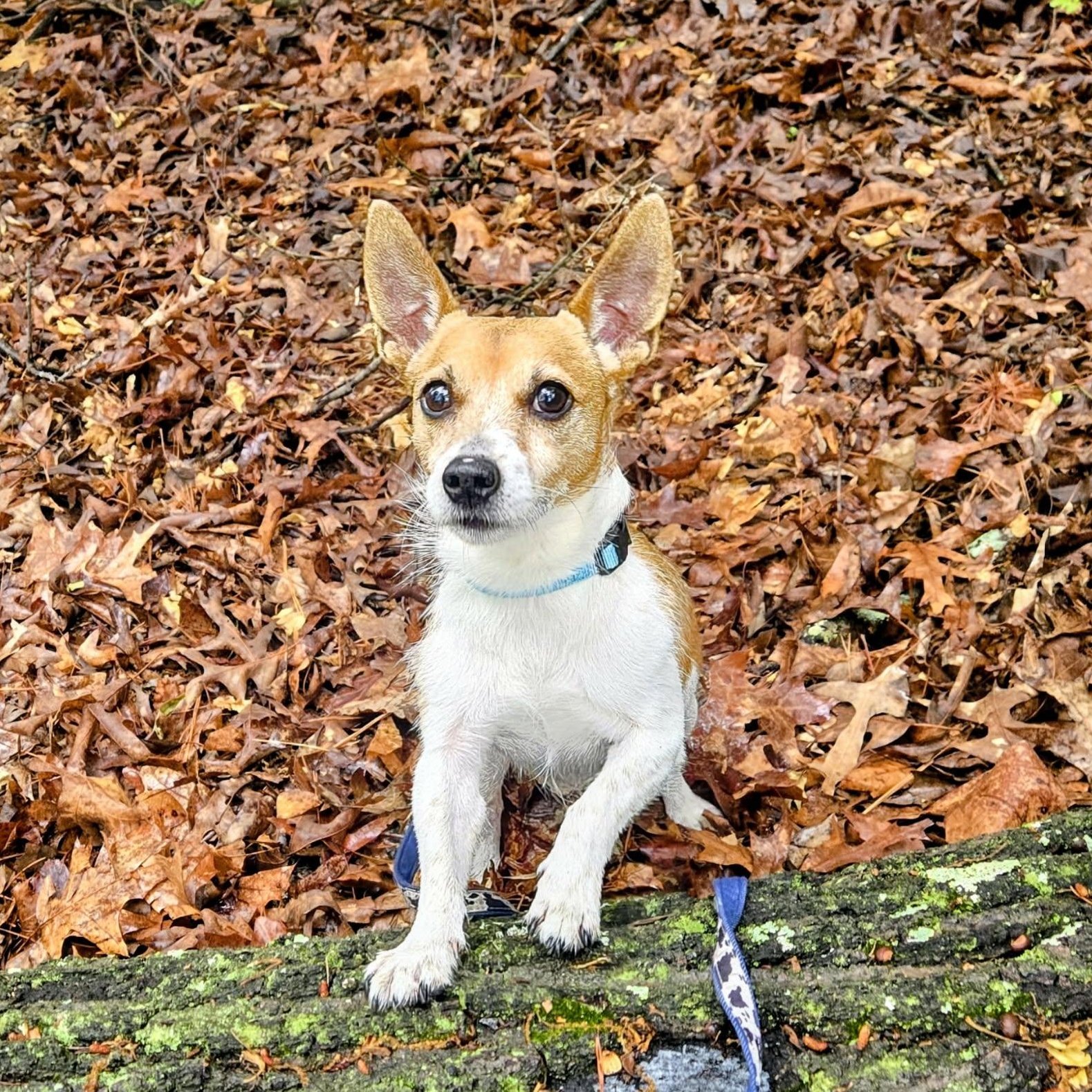Jack, an adoptable mixed breed in Severn, MD image 2/6