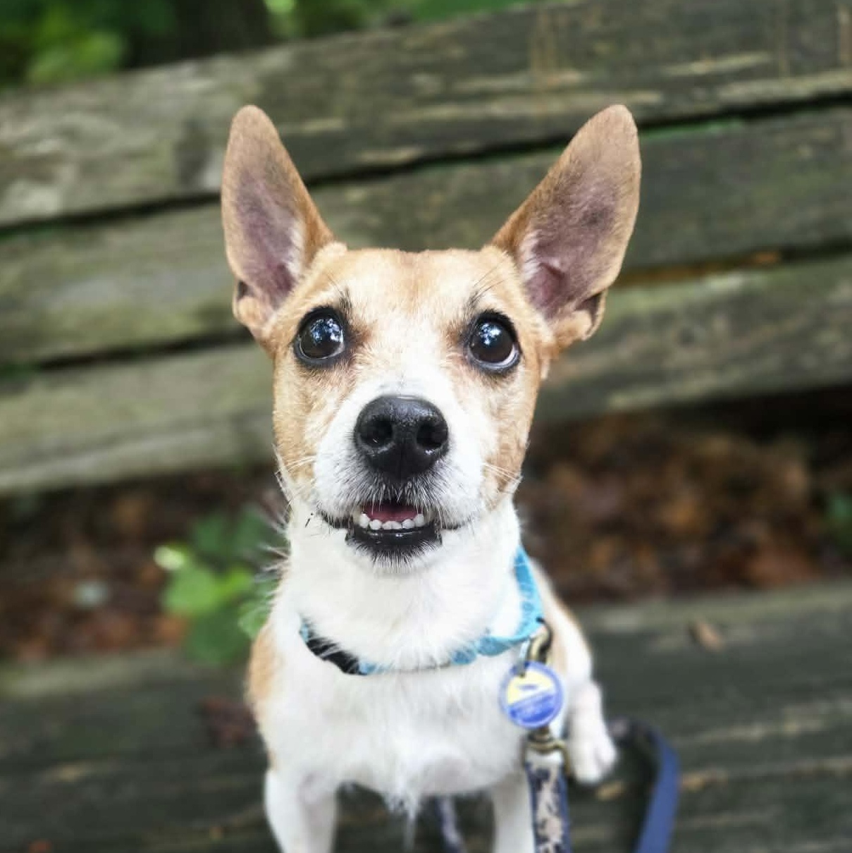 Jack, an adoptable mixed breed in Severn, MD image 5/6