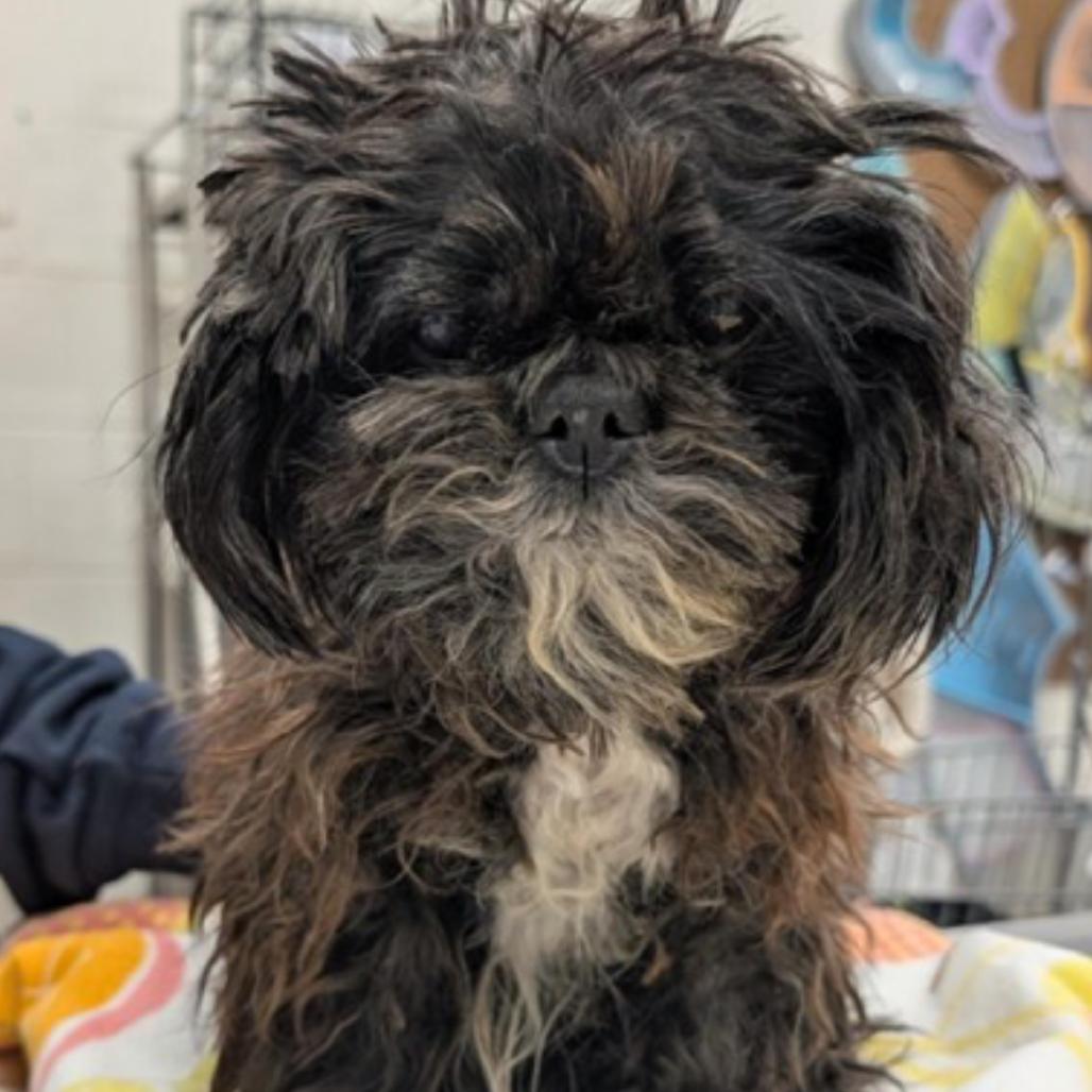 Oscar the Grouch, a Adoptable Shih Tzu in Rockville, MD image 1/2
