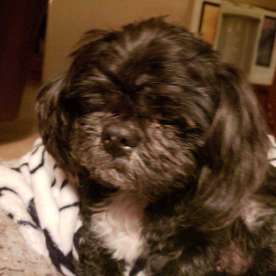 Oscar the Grouch, a Adoptable Shih Tzu in Rockville, MD image 2/2