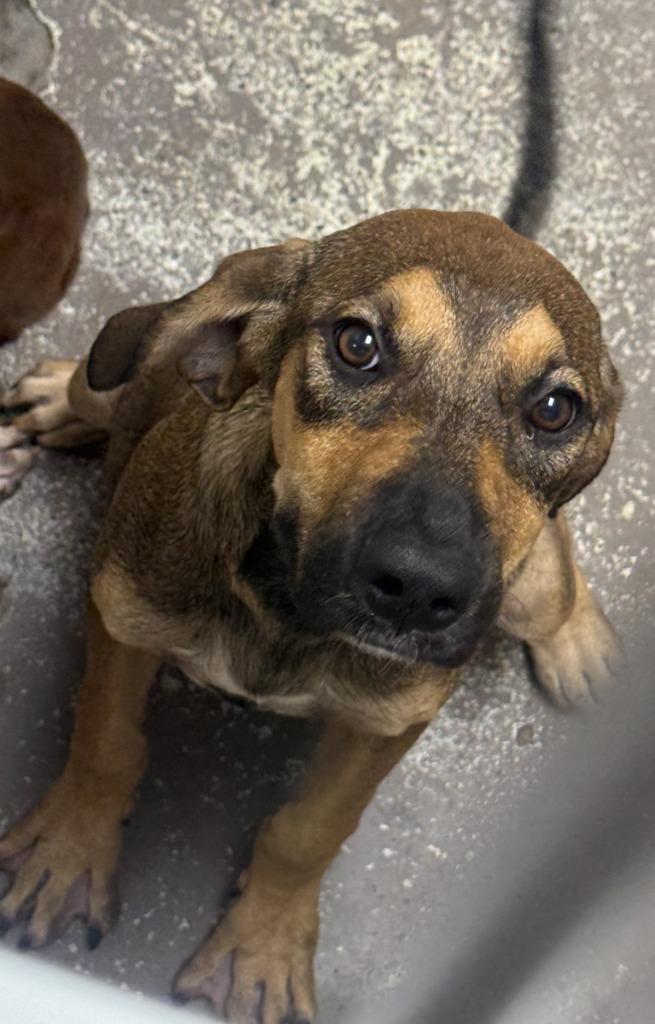 Zebra Cake, Adoptable, Puppy Male Labrador Retriever & Shepherd.