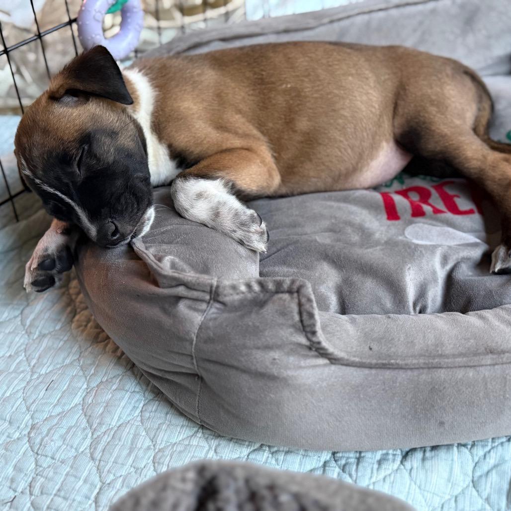 Ranch, Adoptable, Young Male Shepherd & Mixed Breed.