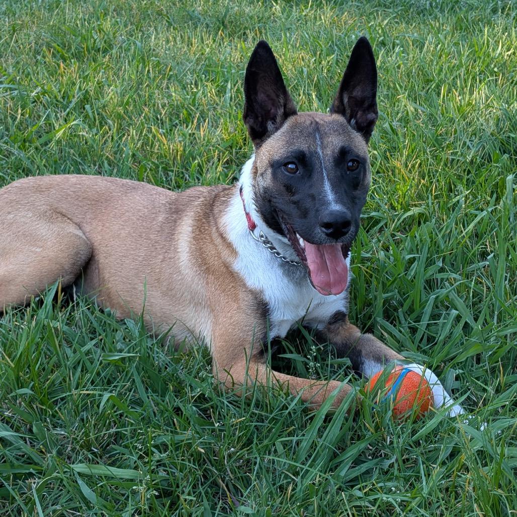 Enlarge Ranch, a Adoptable mixed breed in Sacramento, CA image 2/6
