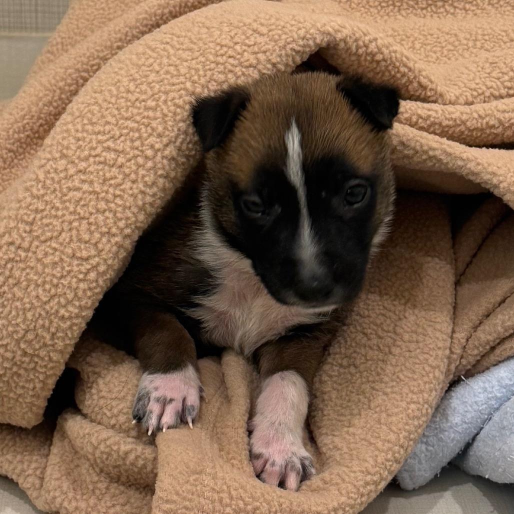 Enlarge Ranch, a Adoptable mixed breed in Sacramento, CA image 2/6