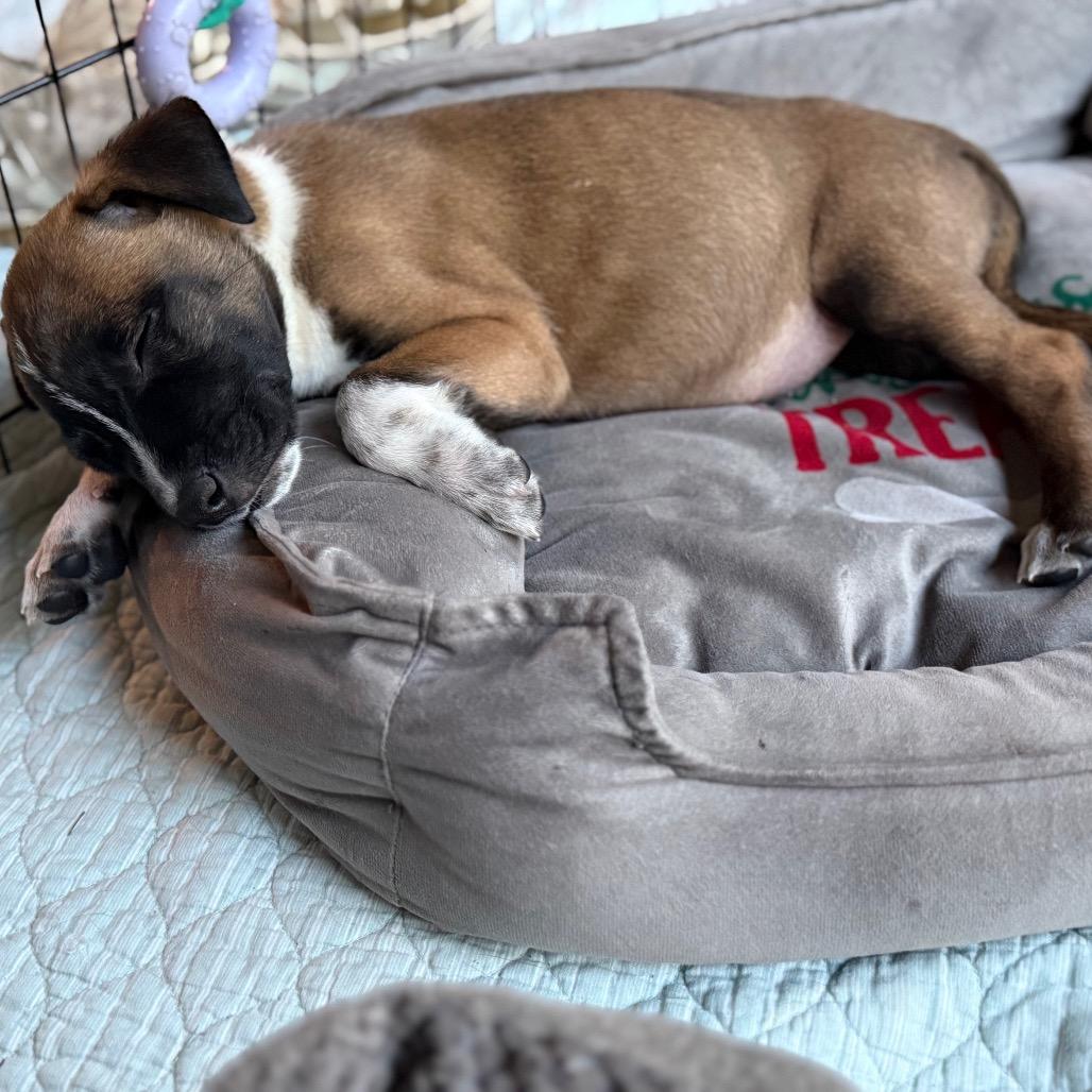 Enlarge Ranch, a Adoptable mixed breed in Sacramento, CA image 3/6