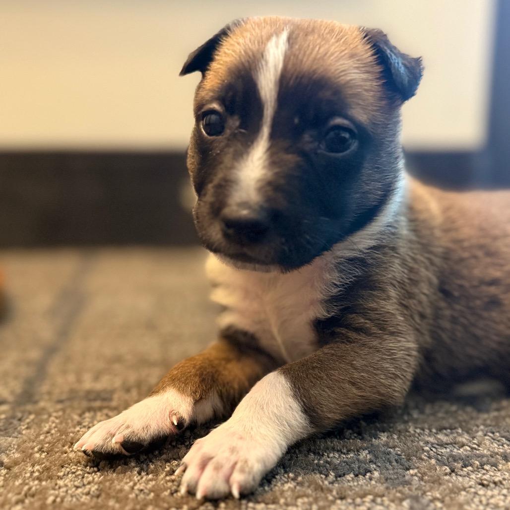 Enlarge Ranch, a Adoptable mixed breed in Sacramento, CA image 4/6