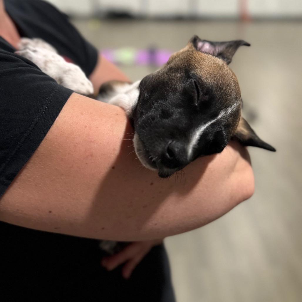 Enlarge Ranch, a Adoptable mixed breed in Sacramento, CA image 5/6