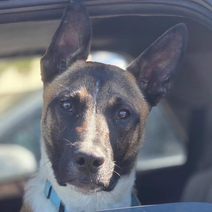 Enlarge Ranch, a Adoptable mixed breed in Sacramento, CA image 6/6