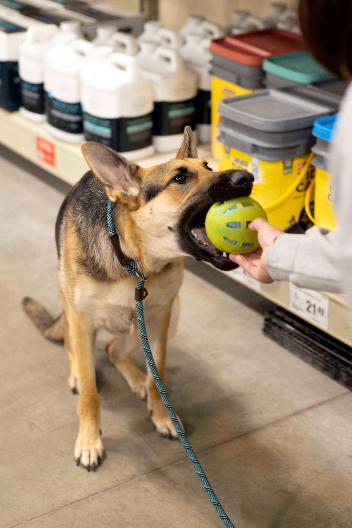 Enlarge Katana, a Adoptable Shepherd in West Richland, WA image 3/6