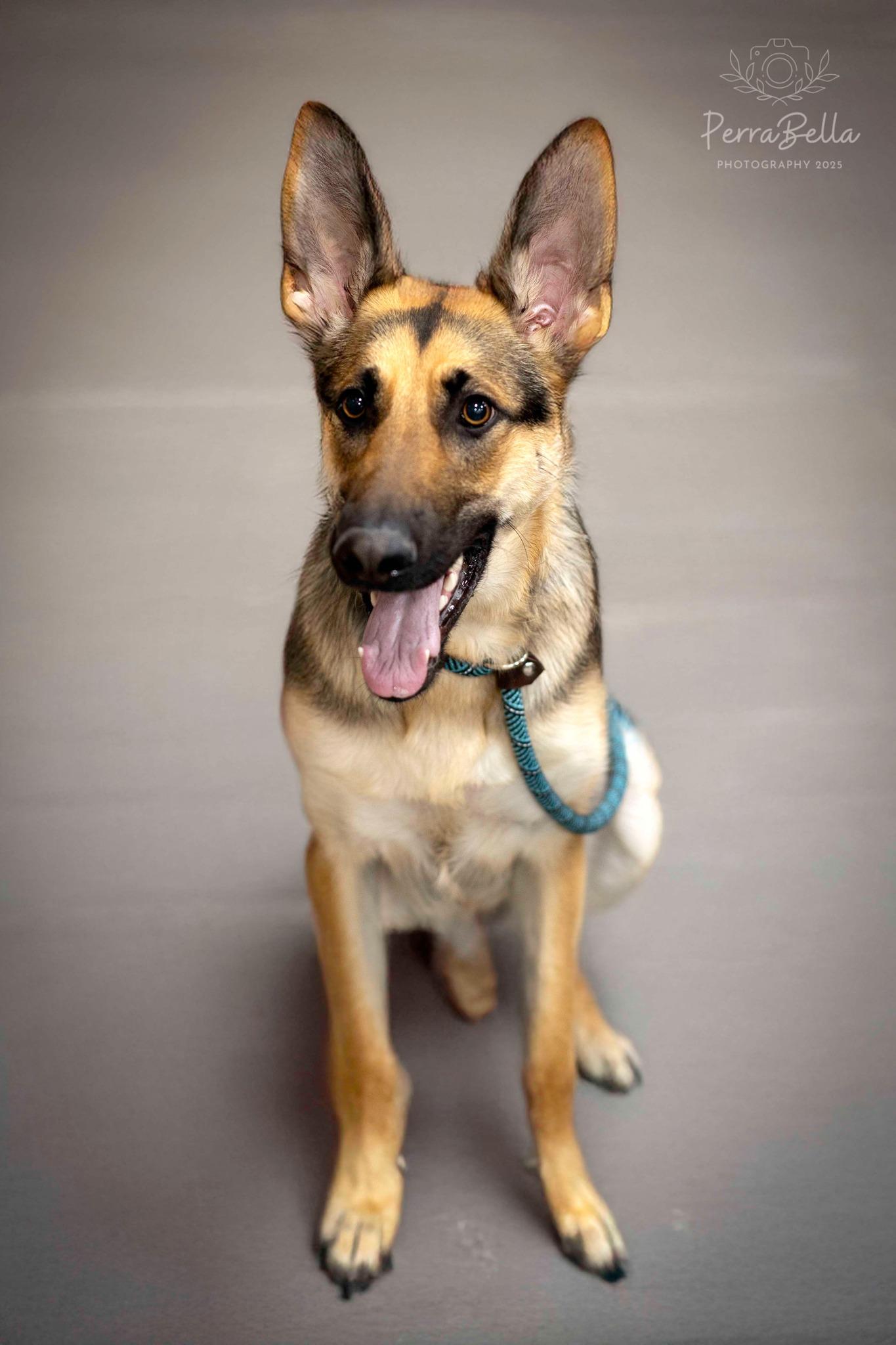 Enlarge Katana, a Adoptable Shepherd in West Richland, WA image 4/6