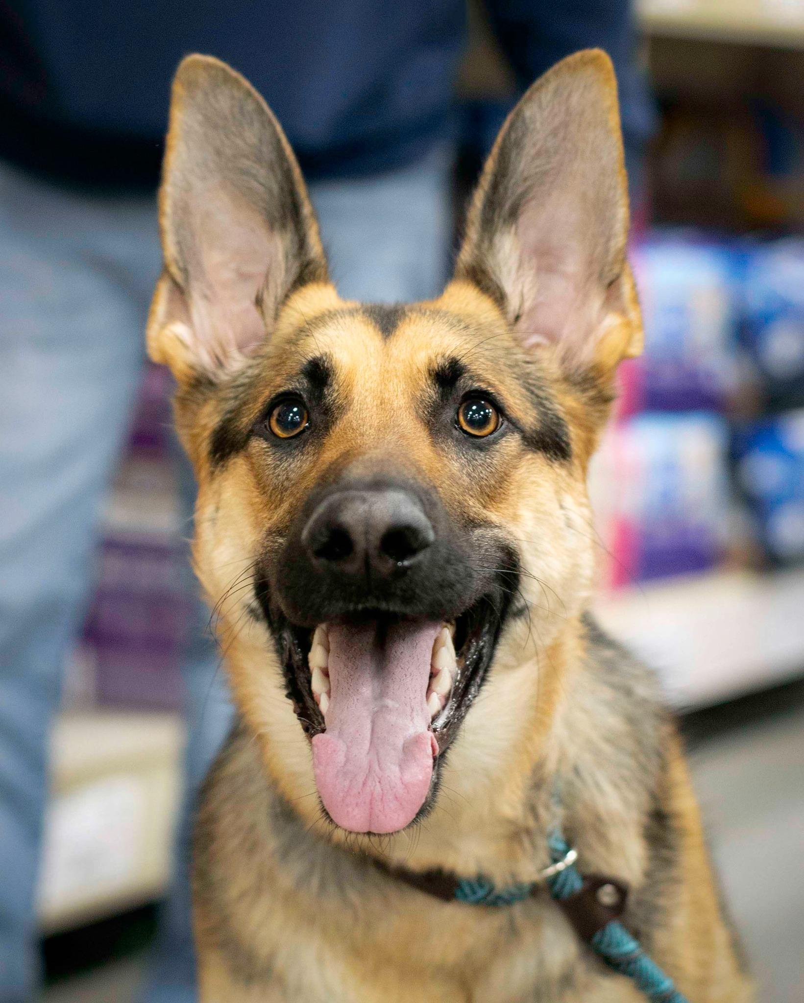 Enlarge Katana, a Adoptable Shepherd in West Richland, WA image 5/6