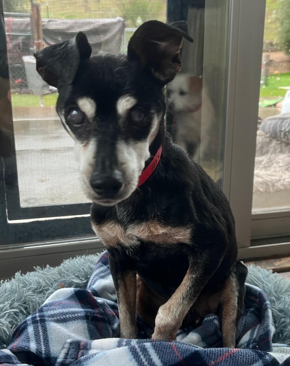 Enlarge Jack, a Adoptable Miniature Pinscher in Wingdale, NY image 1/3