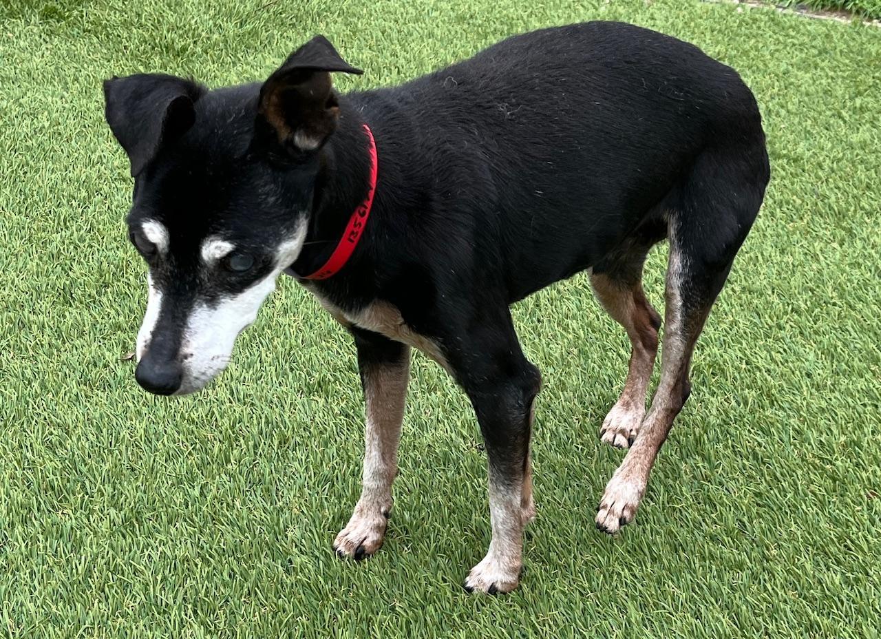 Enlarge Jack, a Adoptable Miniature Pinscher in Wingdale, NY image 2/3
