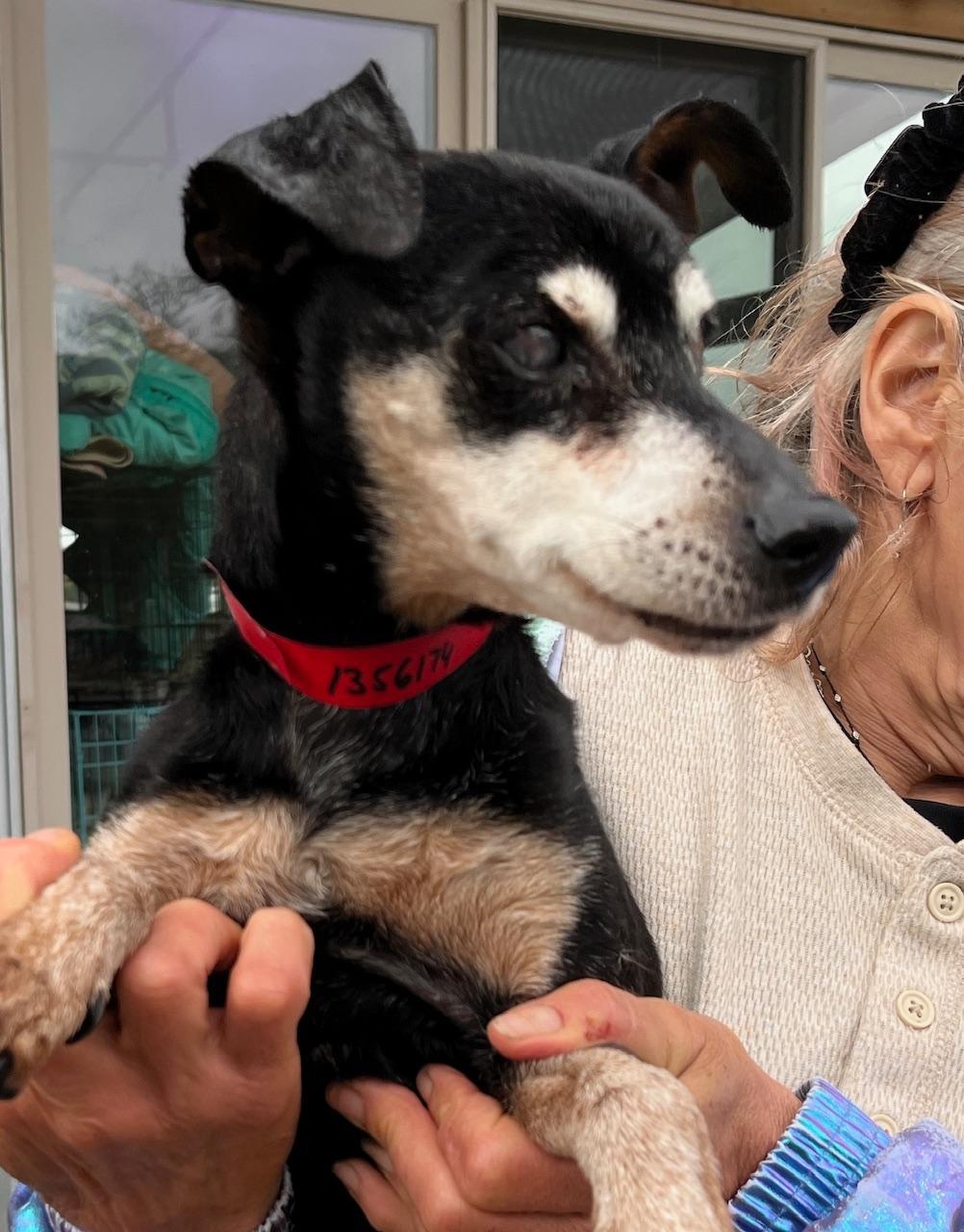 Enlarge Jack, a Adoptable Miniature Pinscher in Wingdale, NY image 3/3