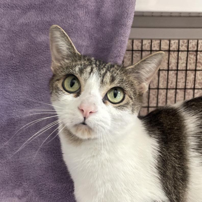 Bae, Adoptable, Young Female Domestic Short Hair.