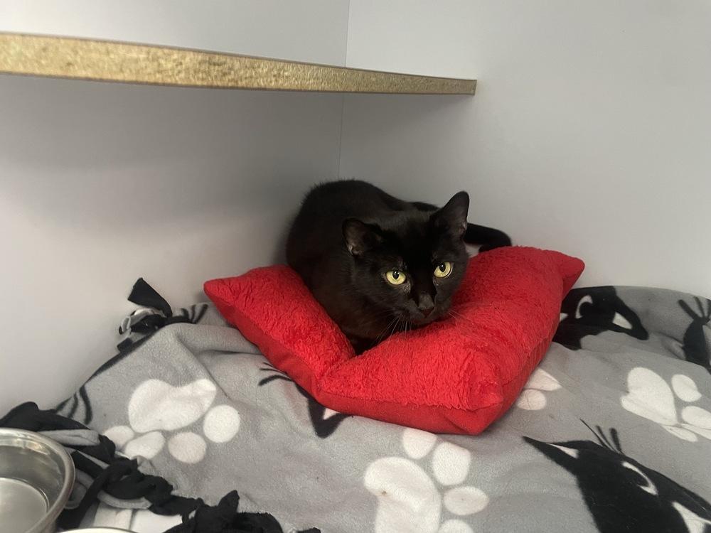 Hattie, Adoptable, Adult Female Domestic Short Hair.