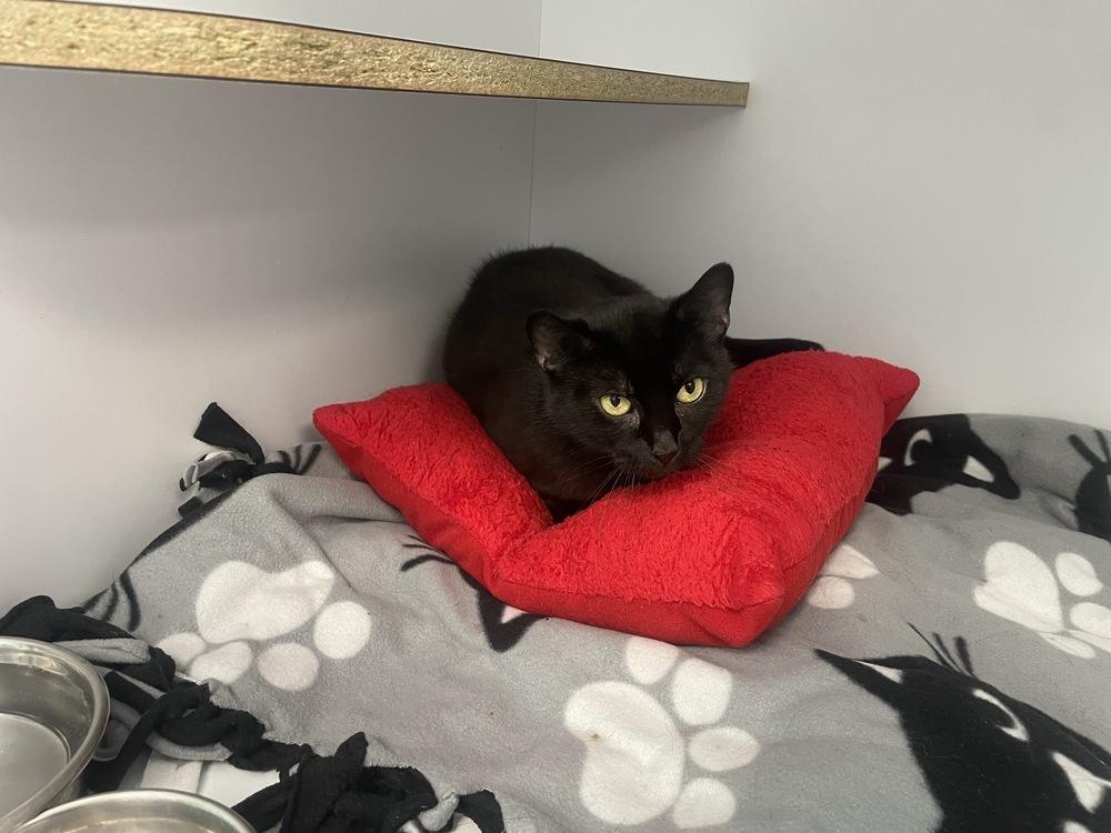 Hattie, a Adoptable Domestic Short Hair in Trenton, ME image 2/2