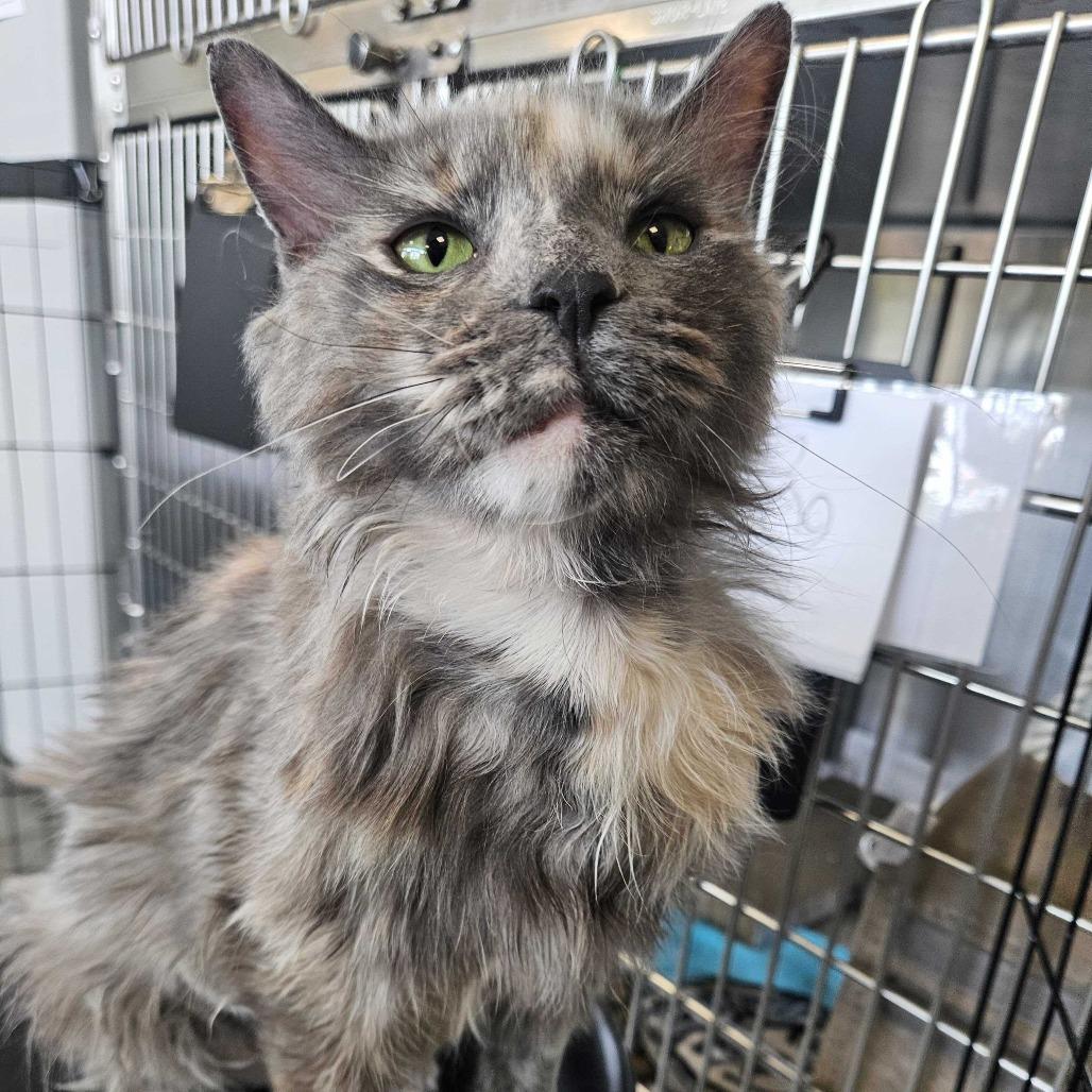 Ring, Adoptable, Adult Female Domestic Medium Hair.