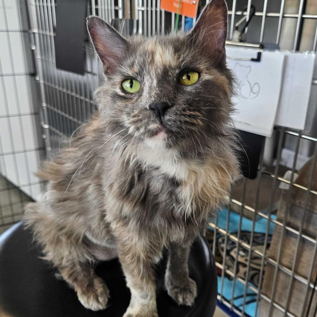 Ring, a Adoptable Domestic Medium Hair in Dover, NH image 2/5