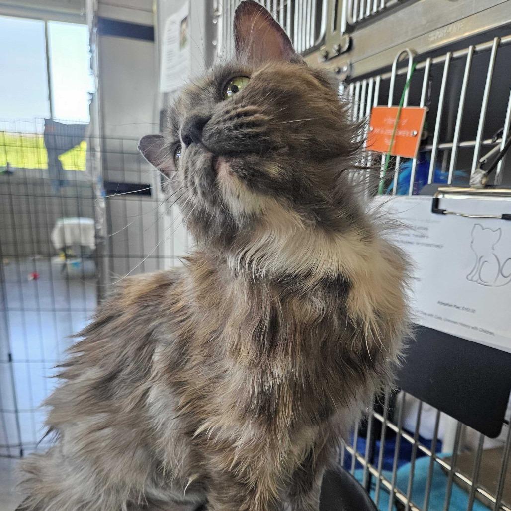 Ring, a Adoptable Domestic Medium Hair in Dover, NH image 3/5