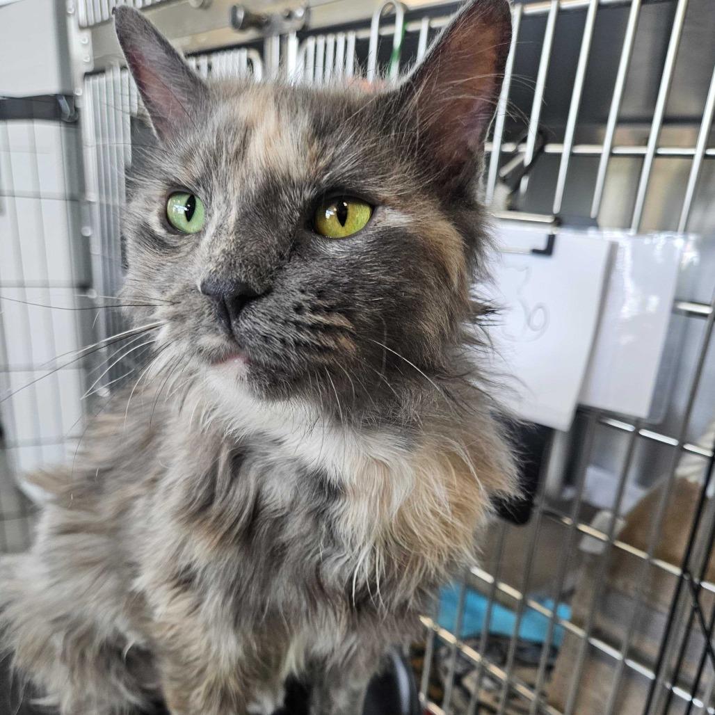 Ring, a Adoptable Domestic Medium Hair in Dover, NH image 4/5