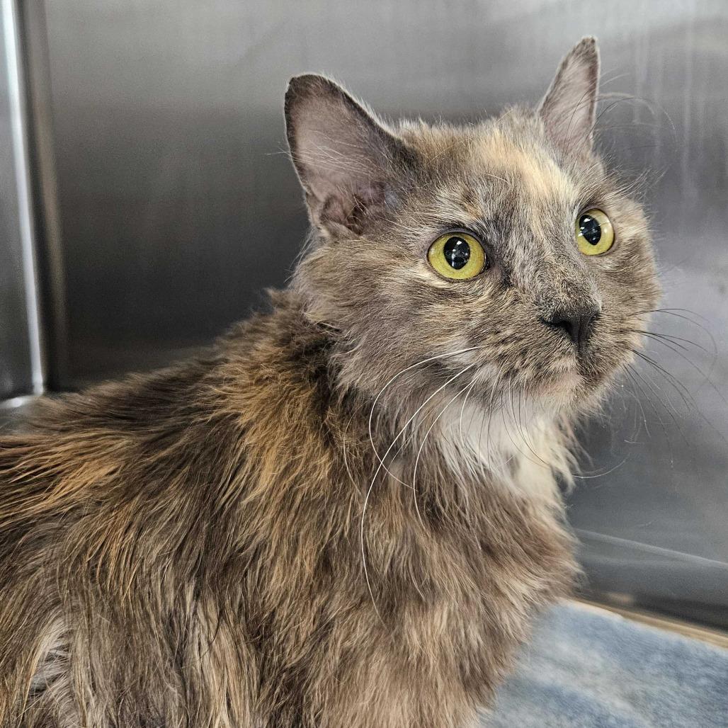 Ring, a Adoptable Domestic Medium Hair in Dover, NH image 5/5