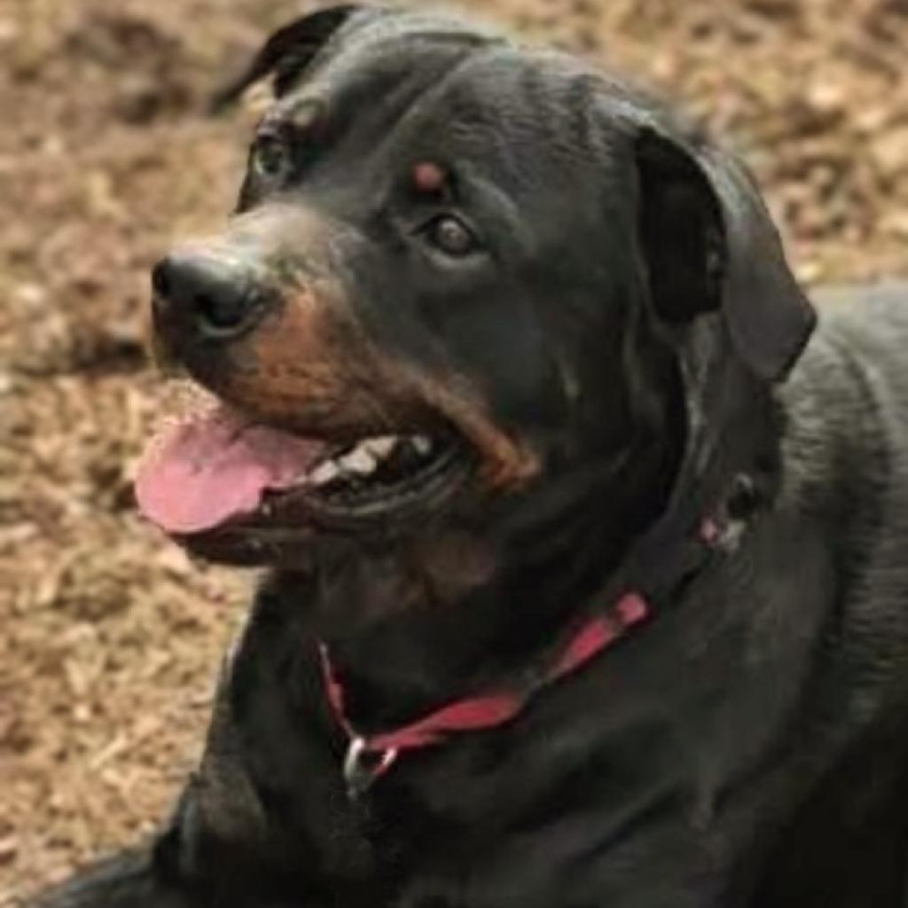 Calvin, Adoptable, Adult Male Rottweiler.