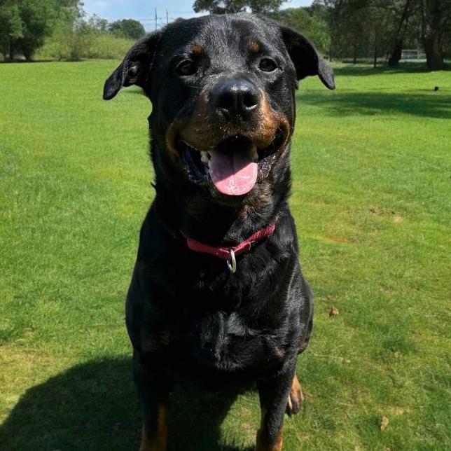 Enlarge Calvin, a Adoptable Rottweiler in Flintstone, MD image 2/6