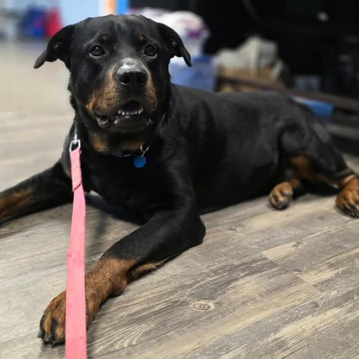 Enlarge Calvin, a Adoptable Rottweiler in Flintstone, MD image 6/6