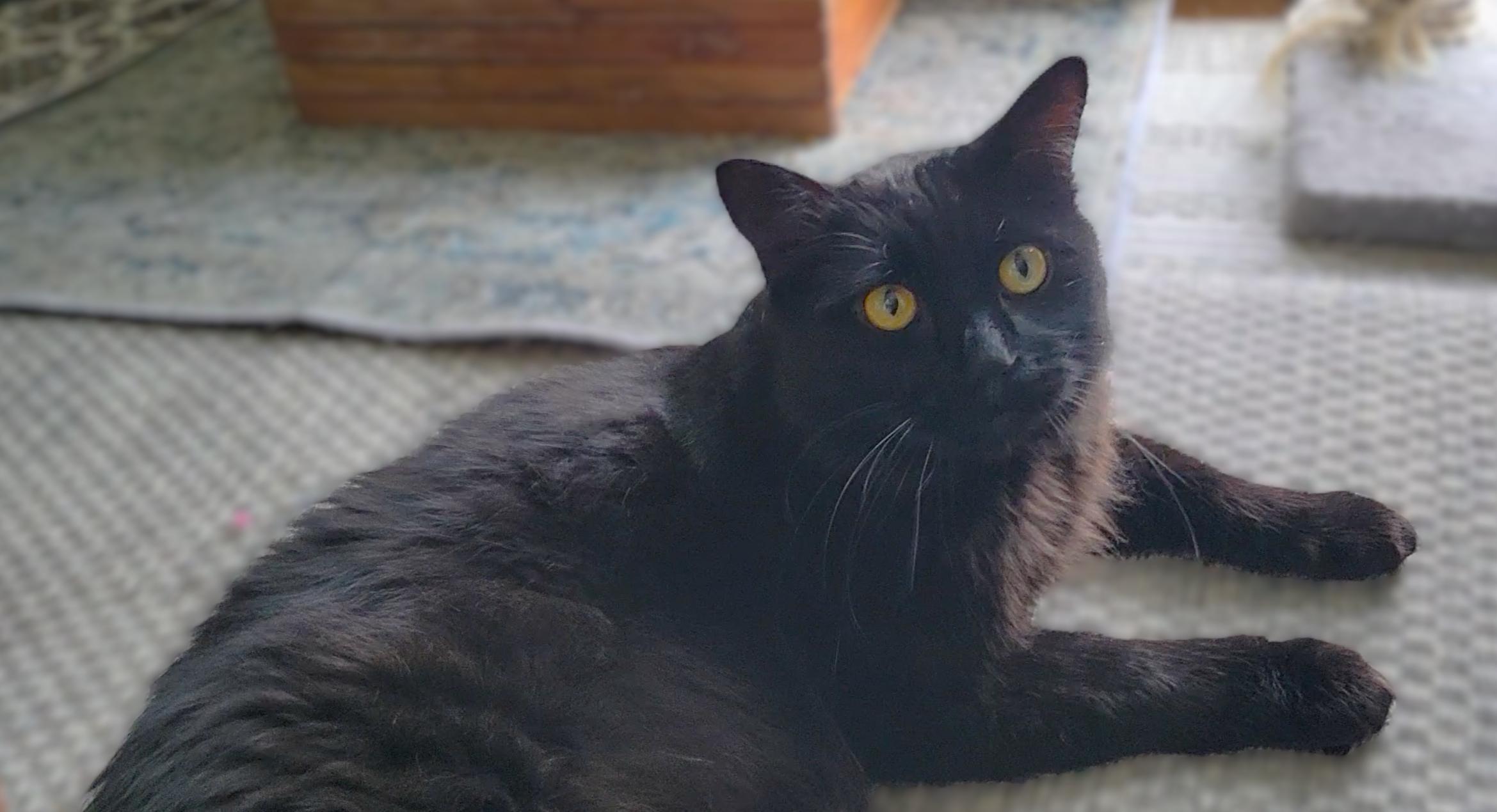 Enlarge Gypsy Bear, an adopted Domestic Long Hair in OVERLAND PARK, KS image 2/4