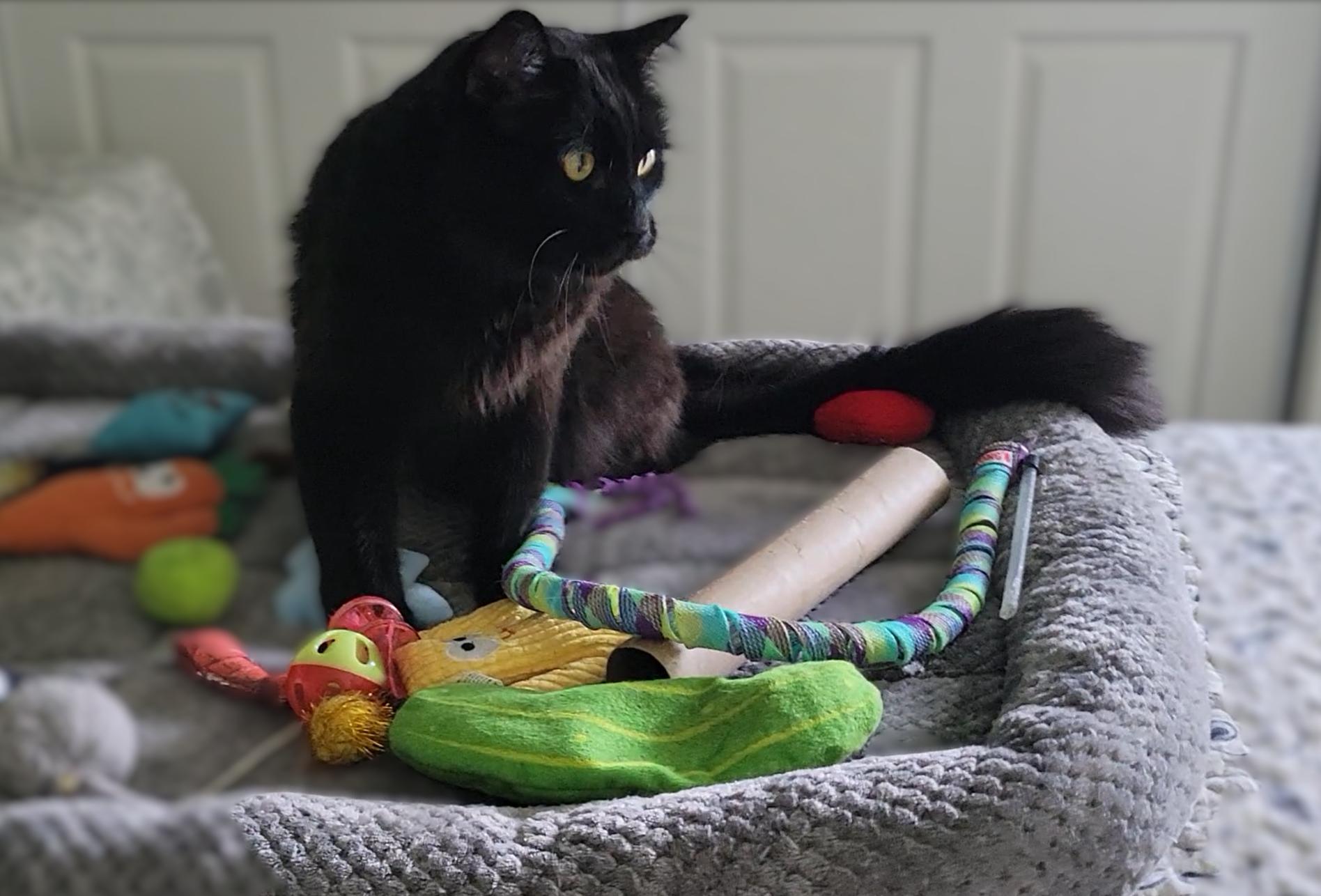 Enlarge Gypsy Bear, an adopted Domestic Long Hair in OVERLAND PARK, KS image 1/4