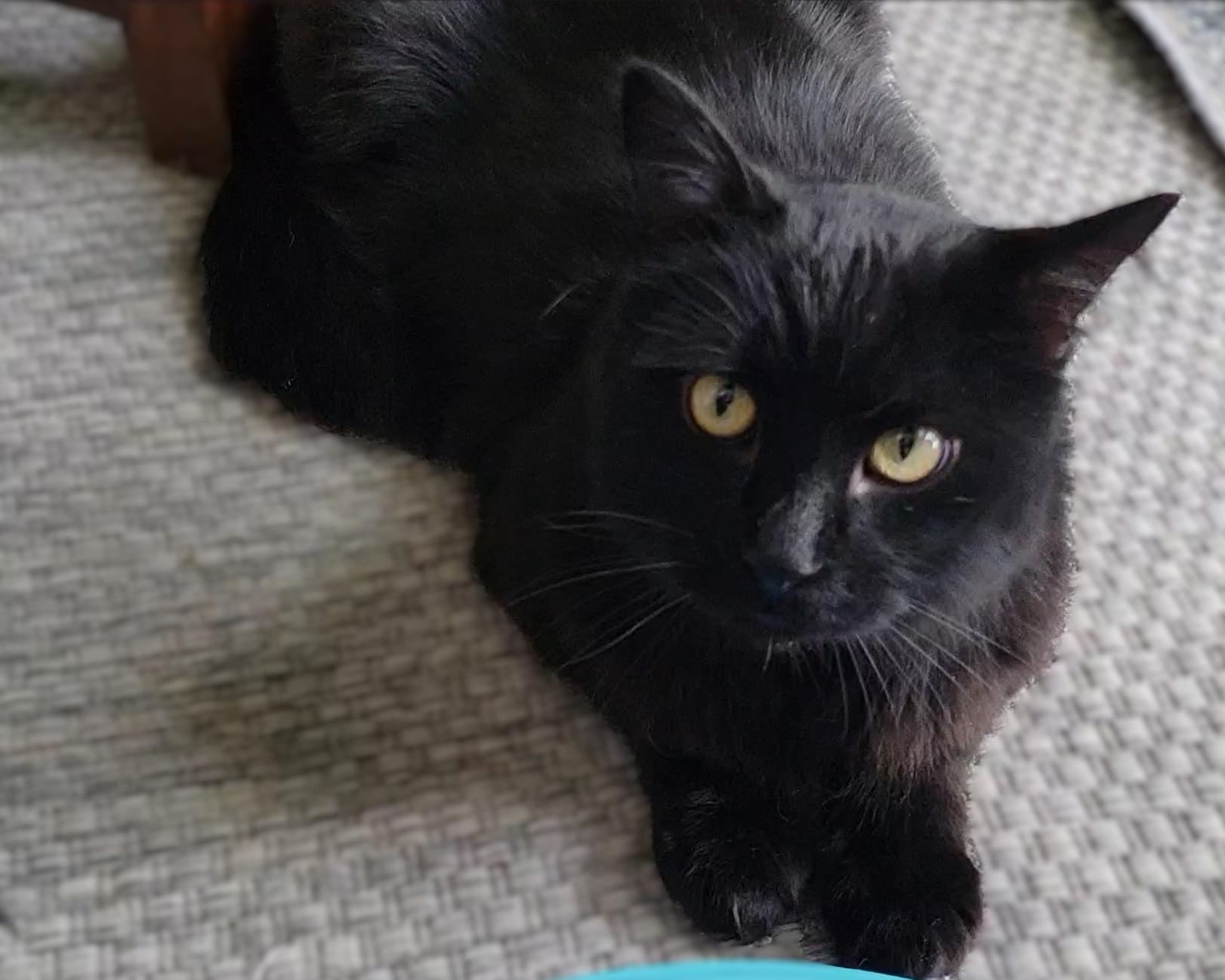 Enlarge Gypsy Bear, an adopted Domestic Long Hair in OVERLAND PARK, KS image 4/4