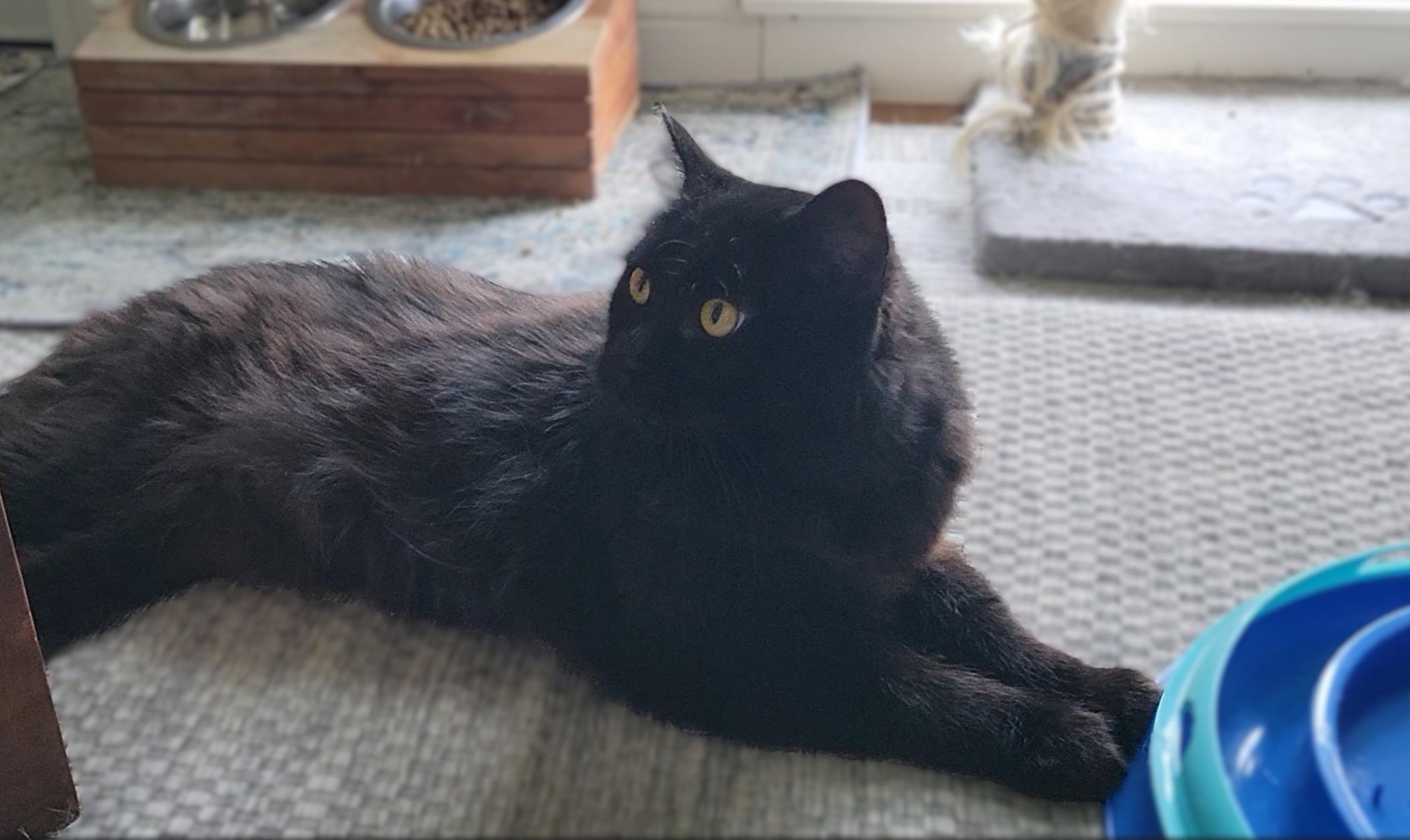 Enlarge Gypsy Bear, an adopted Domestic Long Hair in OVERLAND PARK, KS image 3/4