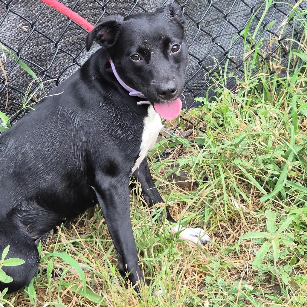 Sharon, Adoptable, Young Female Mixed Breed.