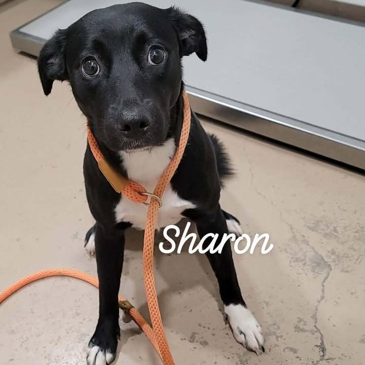 Sharon, a Adoptable Mixed Breed in Buchanan Dam, TX image 2/2
