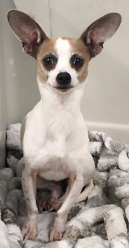 Enlarge Princess, a Adoptable mixed breed in Republic, MO image 1/1