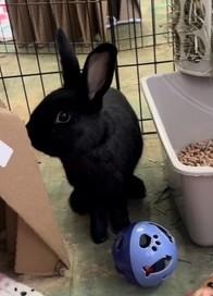 Apricot & Blackberry (bonded pair), a Adoptable American image 4/6