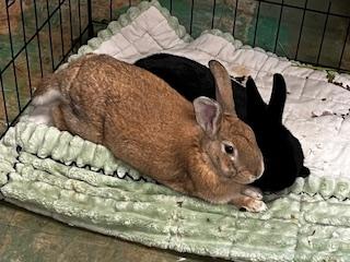 Apricot & Blackberry (bonded pair), Adoptable, Baby Female American.
