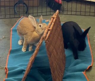 Apricot & Blackberry (bonded pair), a Adoptable American image 6/6