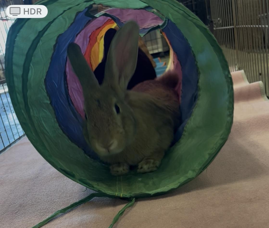 Apricot & Blackberry (bonded pair), a Adoptable American image 5/6