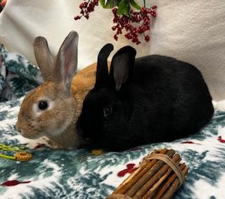 Apricot & Blackberry (bonded pair), a Adoptable American image 2/6