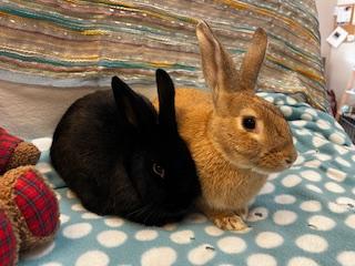 Apricot & Blackberry (bonded pair), a Adoptable American image 3/6