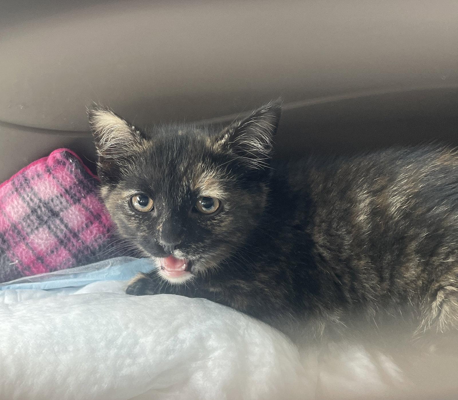 Enlarge Puddin, a Adopted Domestic Short Hair in Mesquite, TX image 1/1