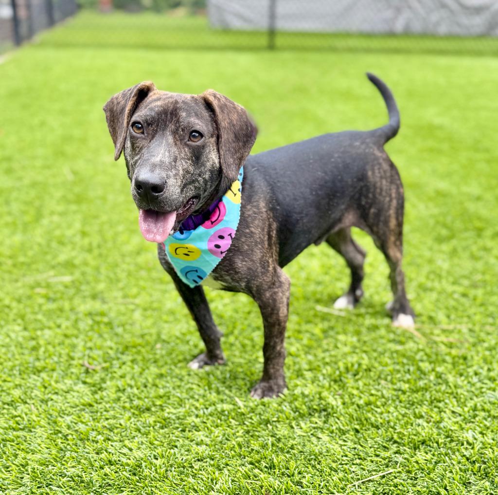 Victor, Adoptable, Puppy Male Mixed Breed.