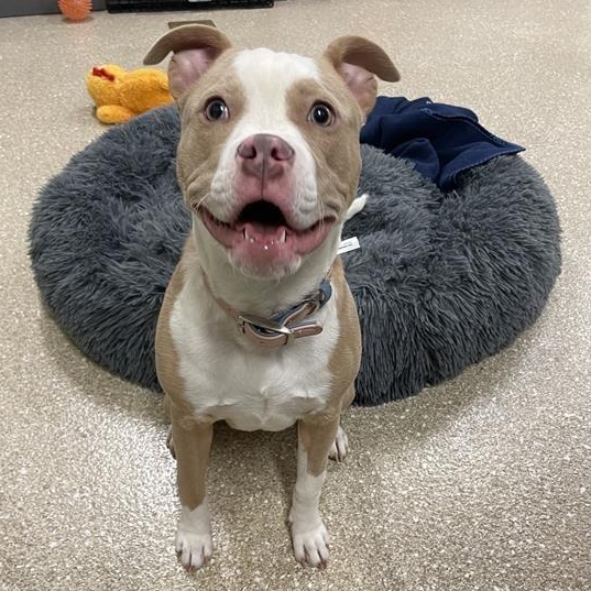 Enlarge Chloe, a ADOPTABLE Pit Bull Terrier in Prince Frederick, MD image 2/6