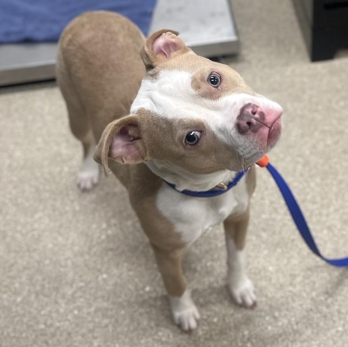 Enlarge Chloe, a ADOPTABLE Pit Bull Terrier in Prince Frederick, MD image 3/6