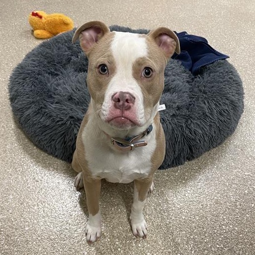 Enlarge Chloe, a ADOPTABLE Pit Bull Terrier in Prince Frederick, MD image 4/6