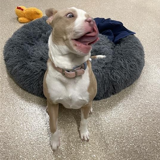 Enlarge Chloe, a ADOPTABLE Pit Bull Terrier in Prince Frederick, MD image 5/6