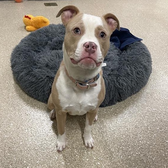 Enlarge Chloe, a ADOPTABLE Pit Bull Terrier in Prince Frederick, MD image 1/6